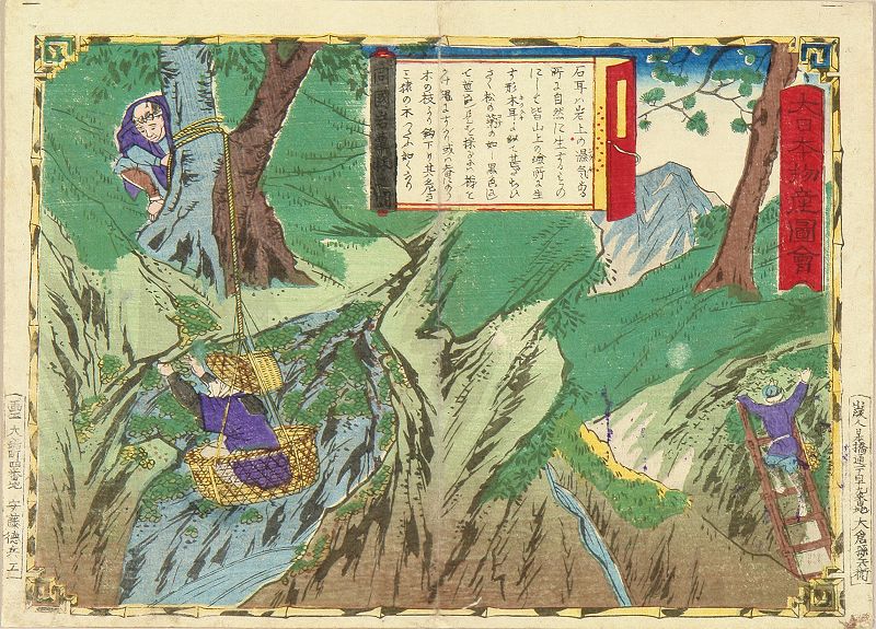 広重三代 大日本物産図会 周防国 岩茸採之図 | 浮世絵 | 原書房 神田神保町