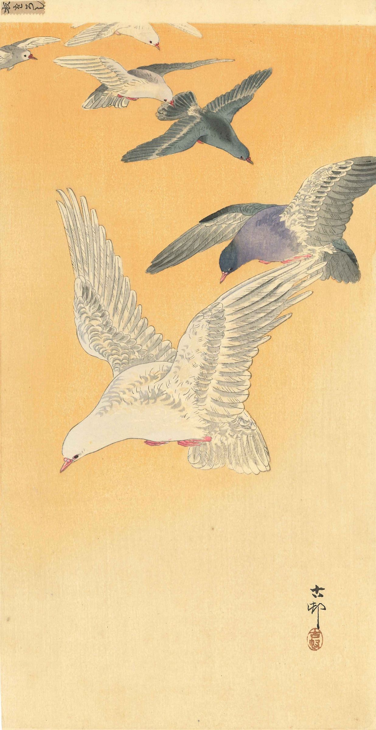 小原古邨 鳩 | 浮世絵 | 原書房 神田神保町
