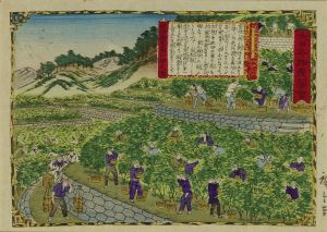 広重三代 大日本物産図会 紀伊国 蜜柑山畑之図 | 浮世絵 | 原書房 神田